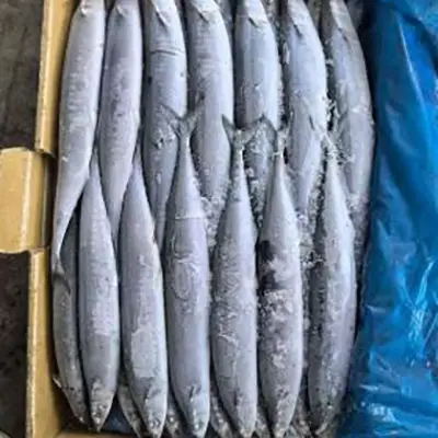 BQF ทะเลแช่แข็งแปซิฟิก Saury
