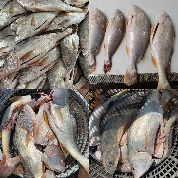 Croaker สีขาวแช่แข็งสดเสียใจมาก