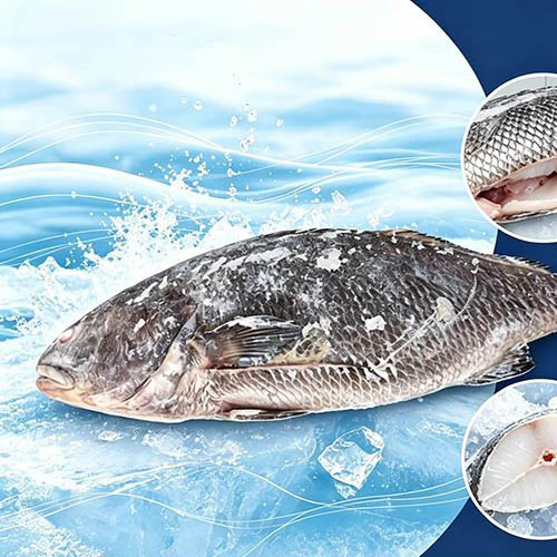 Croaker สีน้ำตาลแช่แข็งทางโภชนาการ Gutted